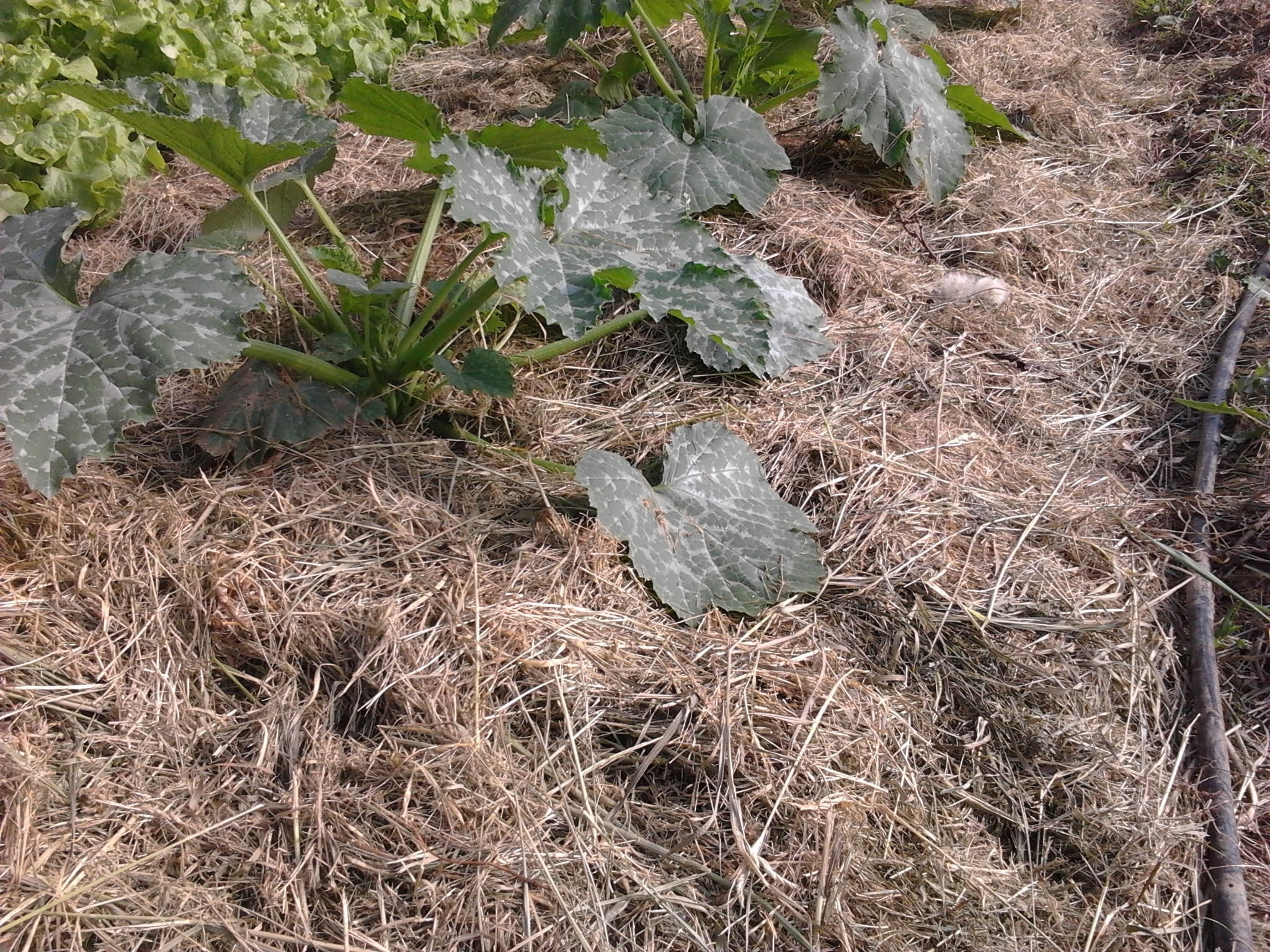 Paillage Au Potager Quand Et Comment Pailler