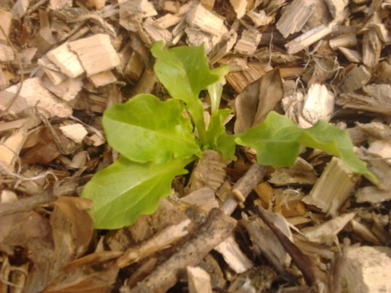 Culture Des Laitues Au Potager En Permaculture