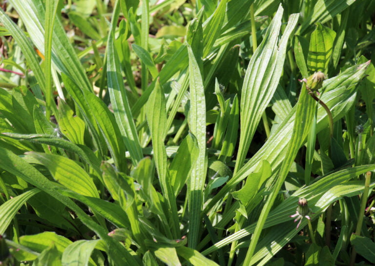 Le Plantain Une Plante Sauvage Utile