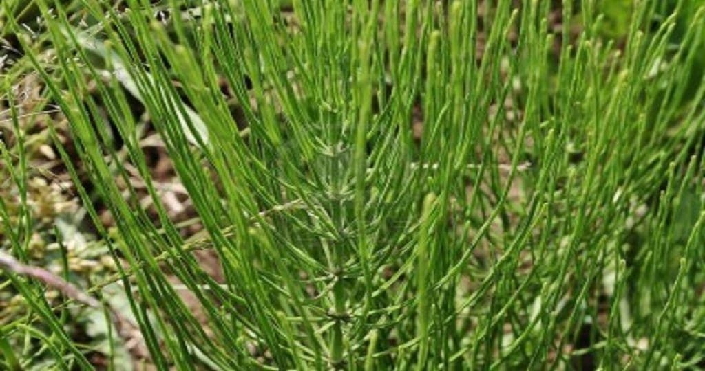 Prele Purin Et Decoction Au Jardin En Permaculture