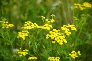 Tanaisie, une plante à cultiver au jardin naturel