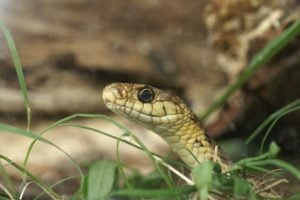 Une Couleuvre Dans Votre Jardin Bio