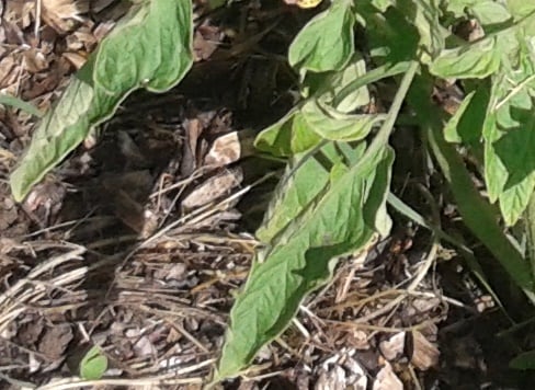 enroulement feuilles tomates