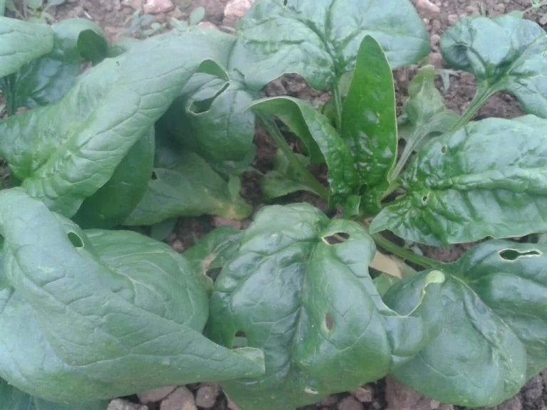 Cultiver des epinards au potager bio