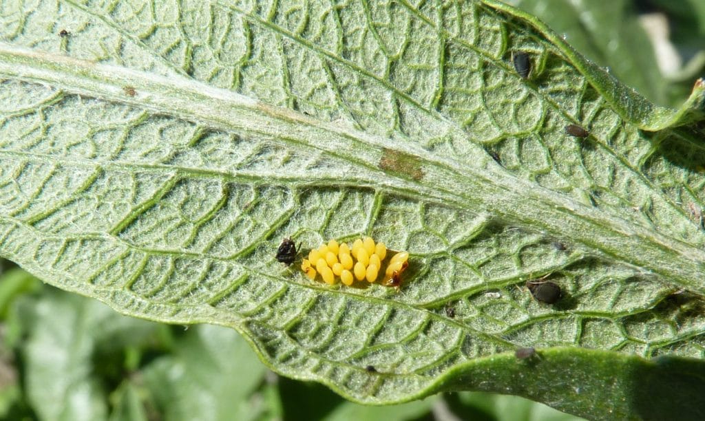 Coccinelle Auxiliaire Du Jardinier Ou Le Contraire