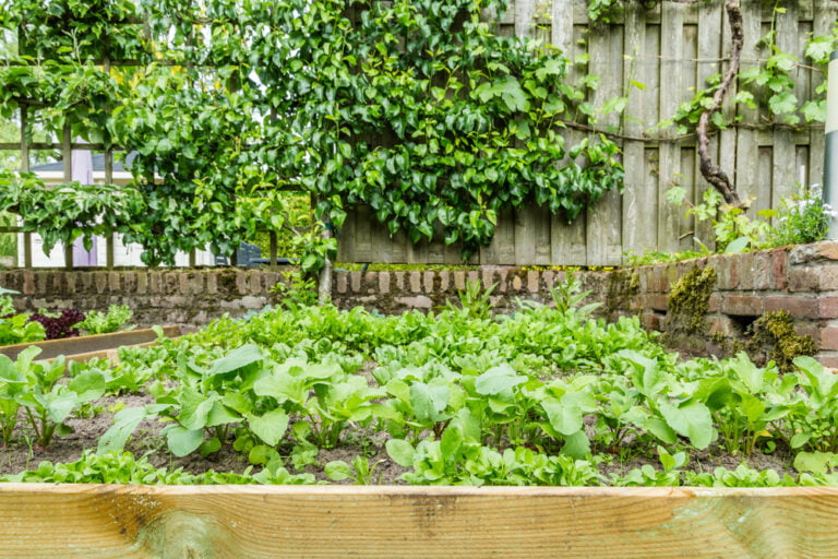 légumes à croissance rapide