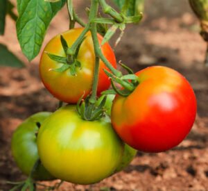 Tomates-collet-vert-jaune