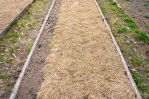 Pailler le potager en automne