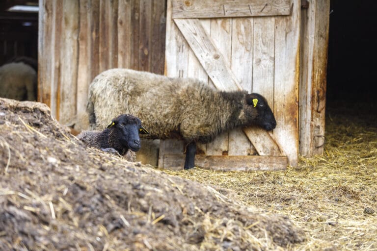 Fumier de mouton, un amendement utile pour le potager