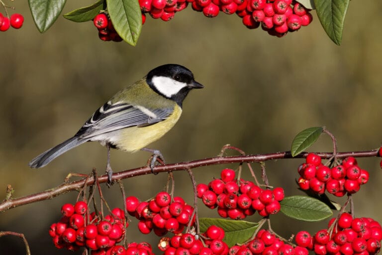 Mésange dans arbuste attractif pour les oiseaux